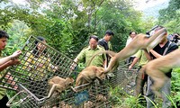 提高越南预防、打击非法销售和运输野生动植物工作效果