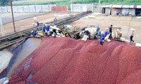 多乐省发展咖啡可持续种植建设新农村