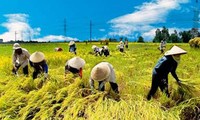 越南响应世界粮食日