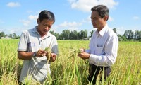 药物大米 – 越南大米生产业的新发展方向