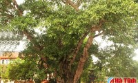 河静省一棵榕树被列入越南文化历史遗迹树名单