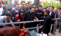 越南国家主席张晋创出席“送种牛帮助边境地区贫困者”活动总结会