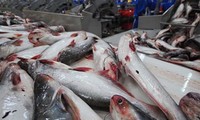 越南企业严格管理查鱼、巴沙鱼养殖流程