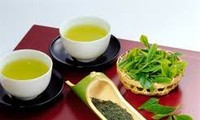 宣光省采用越南良好农业规范（VietGap）认证标准生产茶叶
