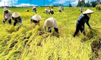 越南农业部门重组结构以融入国际和加快发展