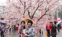 2016年下龙樱花节将于3月18日开幕  