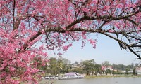 第一次大叻樱花节将于2017年1月中旬举行