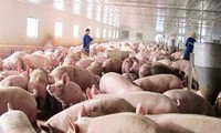 越南猪肉价格微涨