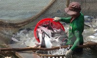九龙江平原地区的查鱼种苗价格下降
