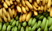 越南香芽蕉顺利出口