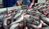 美国准备实地监察越南无鳞鱼产品管理计划
