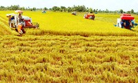 越南发展稻米市场