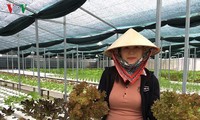 广南省维川县青年以高技术蔬菜种植模式创业