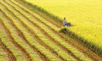 越南-瑞士：遥感技术与保险在水稻生产中的应用