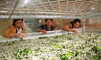  桑蚕业的可持续出口方向论坛在林同省举行