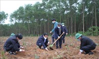 响应植树节，广治省种560棵桂树
