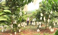 山罗省安州县推广种植有机水果