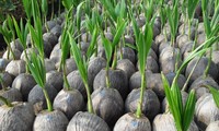 平定省向长沙岛县军民赠送3万棵椰子树苗