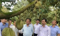 越南首批榴莲通过正规贸易渠道向中国市场出口