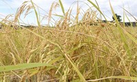 澳大利亚和越南专家合作培育适应气候变化的新稻种