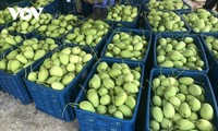 同塔省农民努力让本地芒果走向国际市场