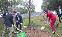越日建交50周年：河内市种植日本赠送的110棵樱树