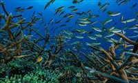 联合国推动通过一项保护国际海域环境的条约