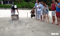 昆仑岛是地区乃至世界重要的海龟保护区