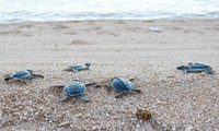 宁顺省有效、可持续保护海龟