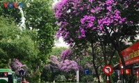 绽放的大花紫薇给河内街头增添浪漫色彩