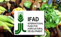 Vietnam menggunakan secara efektif sumber daya IFAD