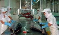 Timur Tengah adalah pasar ekspor ikan tuna penting dari Vietnam