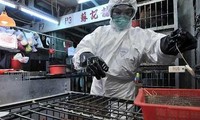 Tiongkok mengkonfirmasikan lagi dua orang yang terkena virus flu tipe H7N9