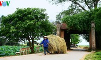 Musim panenan di desa kuno Duong Lam