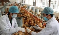 Vietnam siap menghadapi wabah penyakit flu unggas tipe A H7N9