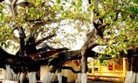 Pohon beringin berpangkal 13 di provinsi Hai Phong mendapat pengakuan sebagai pusaka Vietnam