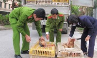 Kota Hanoi aktif mencegah dan menanggulangi wabah flu burung