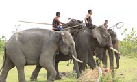 Kerja menjinakkan gajah dari warga etnis minoritas M’Nong
