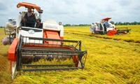 Meningkatkan nilai ekspor beras Vietnam