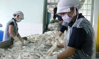 Provinsi Ben Tre membangun pabrik pengolahan kelapa ekspor yang pertama di Vietnam