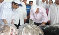 Vietnam berharap supaya program kerjasama ekspor ikan tuna samudera dengan Jepang akan sukses