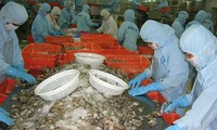 Tarif anti dumping terhadap udang eks Vietnam turun secara drastis