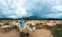 Pemelihaan domba di provinsi Ninh Thuan