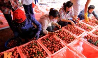 Buah leci Vietnam untuk pertama kalinya diekspor ke pasar Perancis