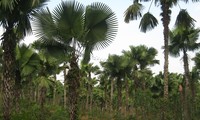 Perkenalan tentang pohon Sawit di Vietnam