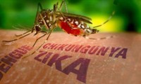 Indonesia memperingatkan warga negaranya yang berwisata ke negara-negara ada virus Zika
