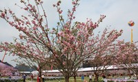 Festival Bunga Sakura Ha Long 2016 akan dibuka pada 18/3