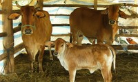 Rinderzucht zur Armutsbekämpfung in Gia Lai
