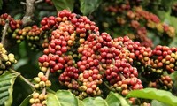 Verbesserung der Qualität des vietnamesischen Kaffees