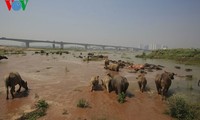 Wasserbüffel unter der Vinh Tuy-Brücke